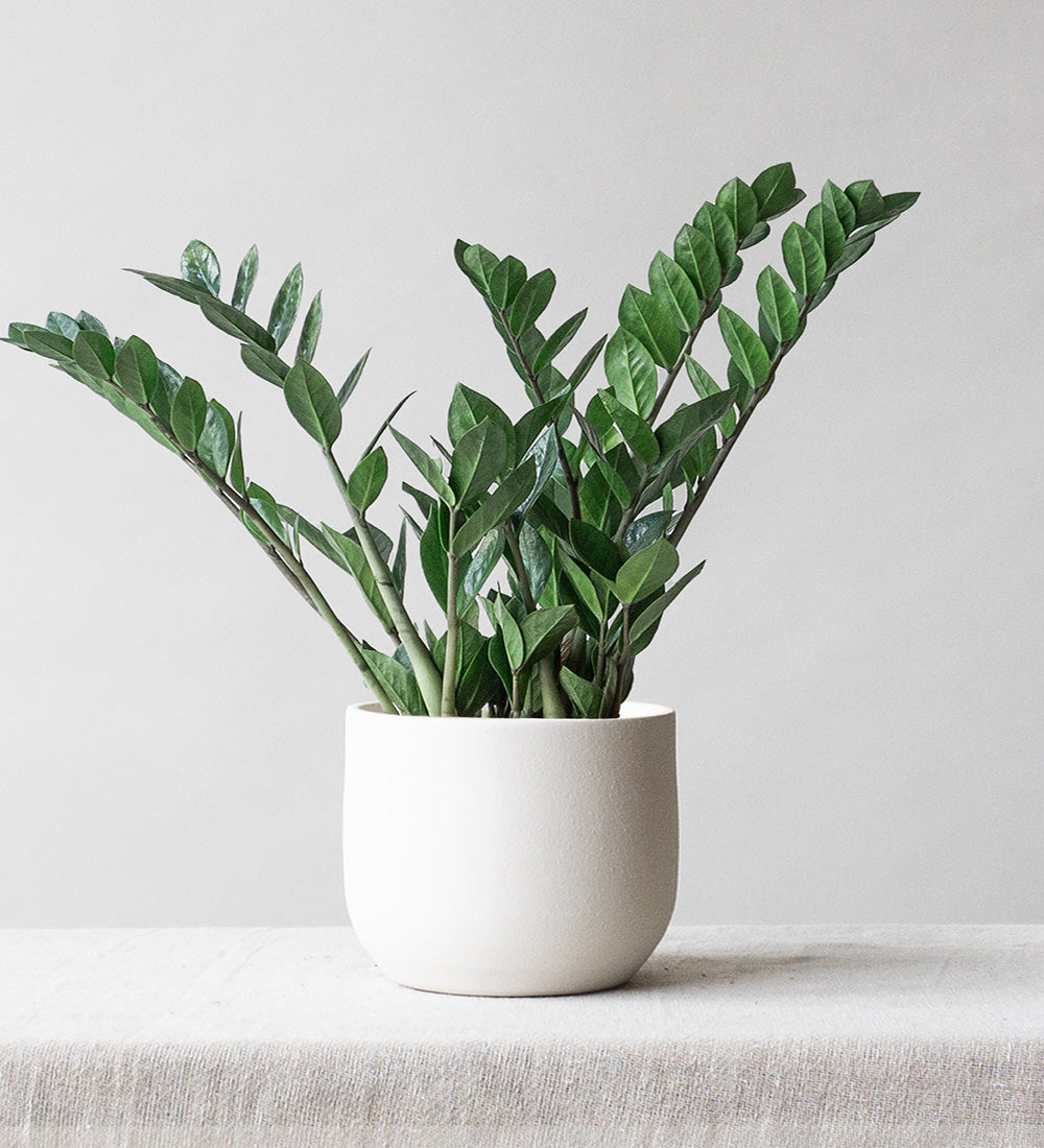 ZZ Plant & Broadway Chalk
