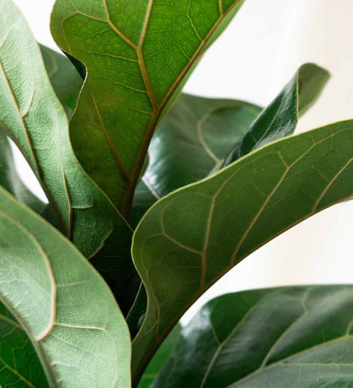 Fiddle Leaf Fig & Elizabeth Cream