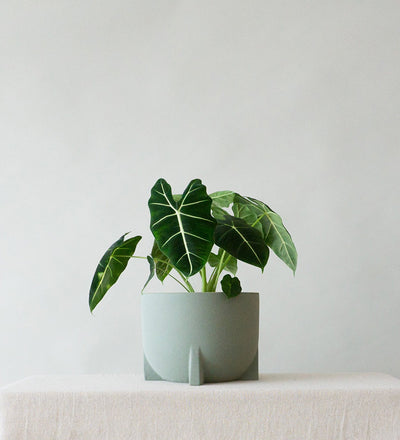 Windsor Sage 14cm
