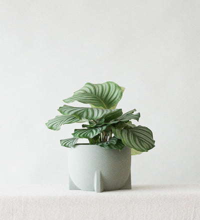 Windsor Sage 19cm