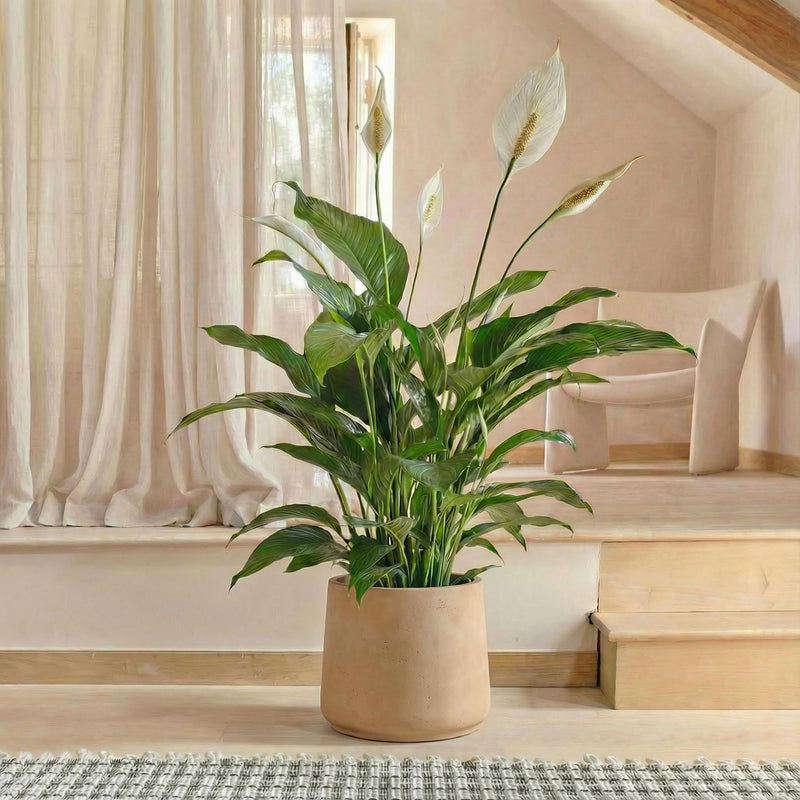 peace lily uk delivery Peace Lily