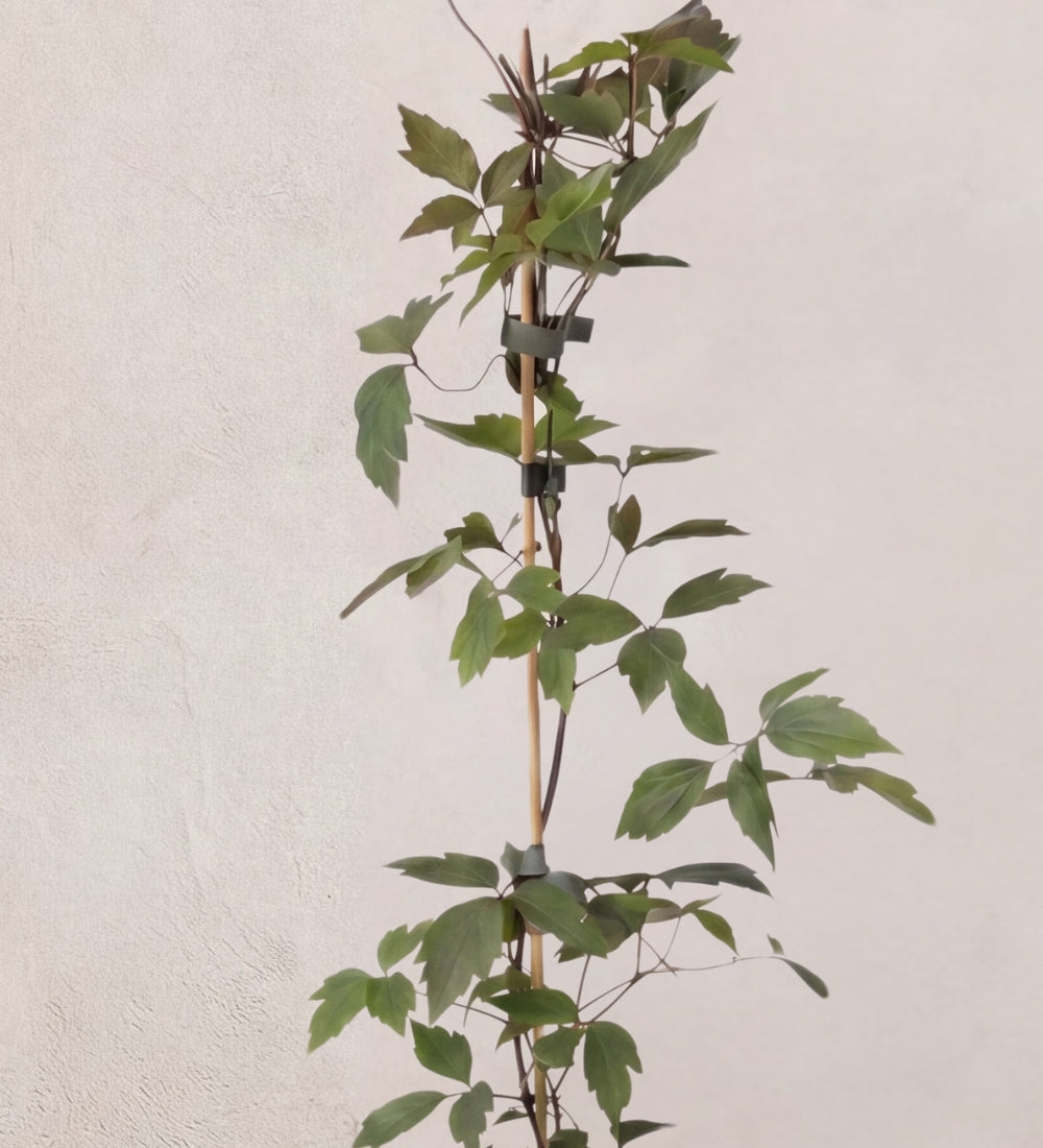 Clematis Montana