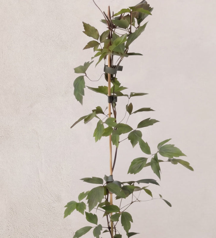 Clematis Montana