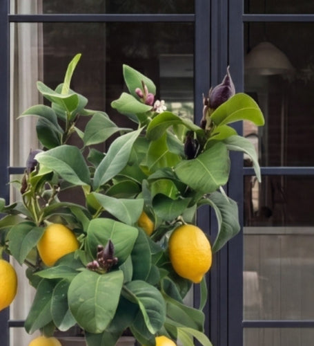 Citrus Lemon Tree