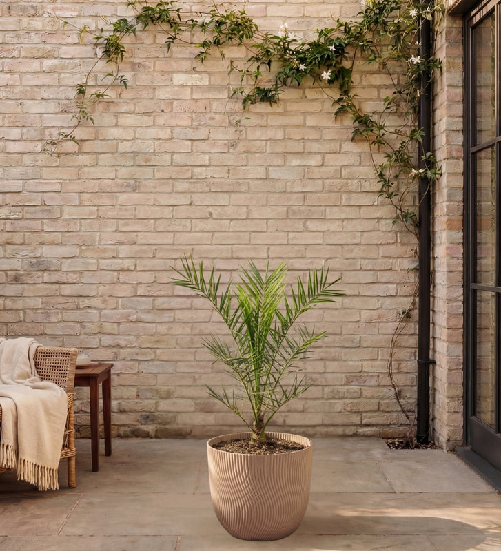Phoenix canariensis 