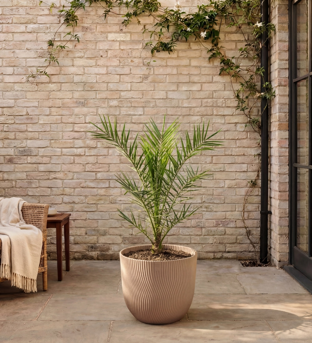 Phoenix canariensis 