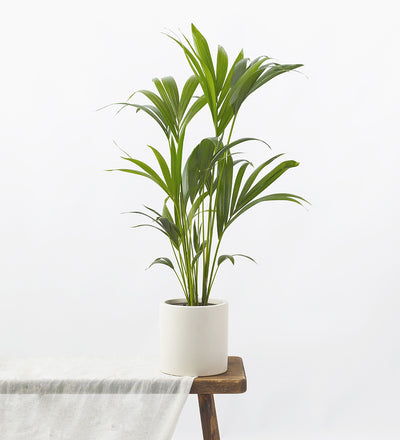 Kentia Palm