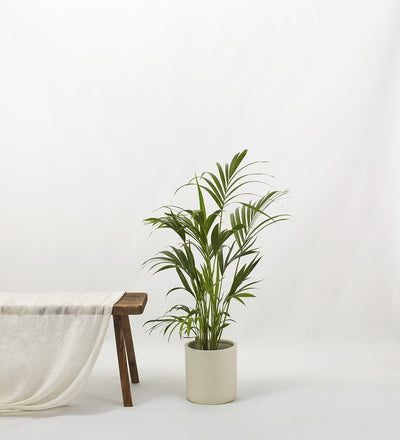 Kentia Palm