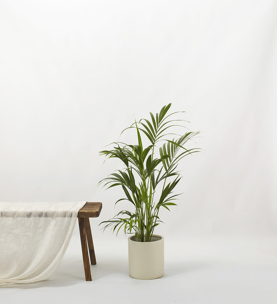 Kentia Palm