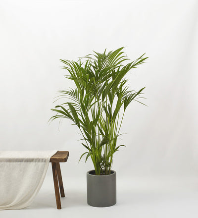 Kentia Palm