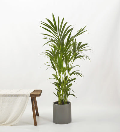 Kentia Palm