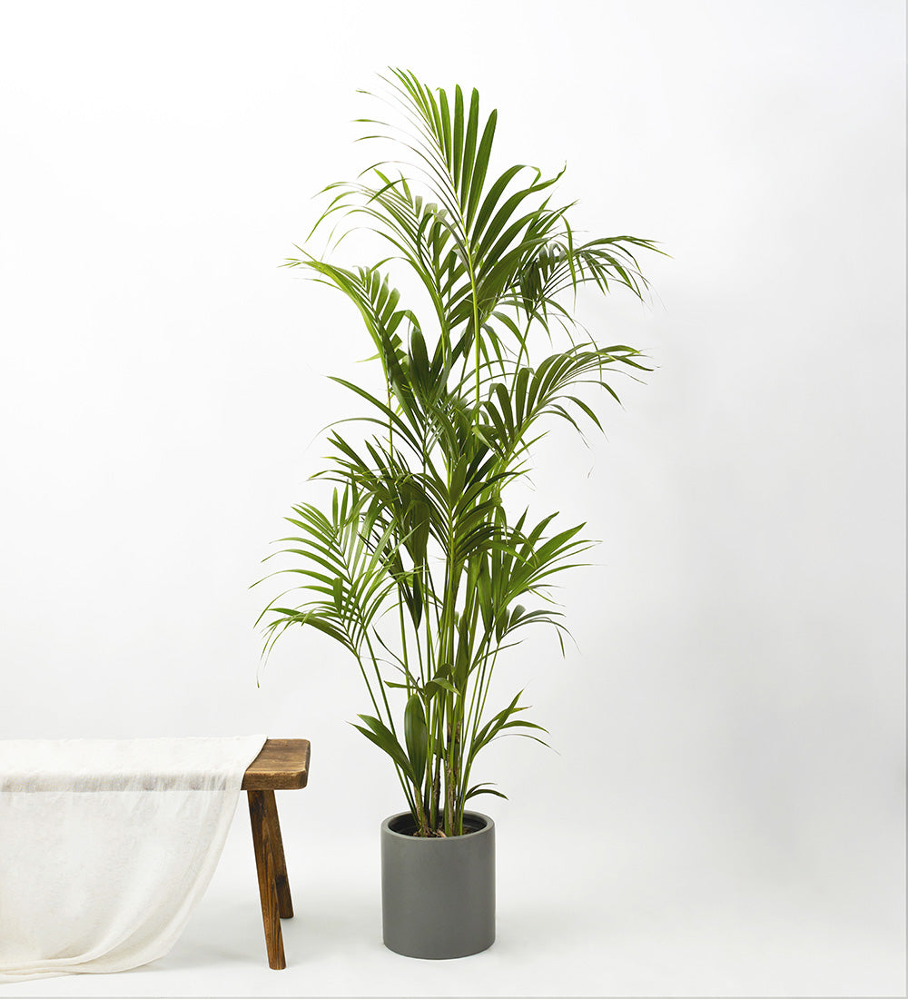 Kentia Palm