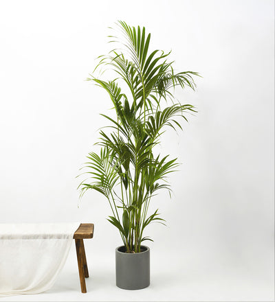 Kentia Palm