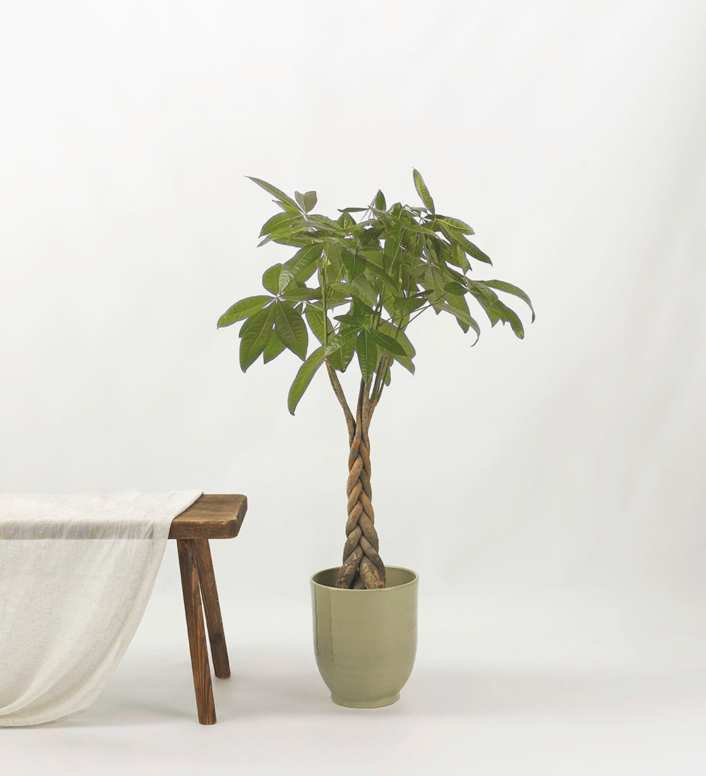 Money Tree Large