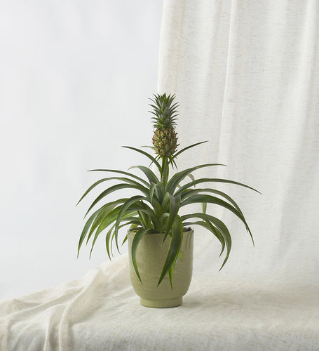 Pineapple & Pot
