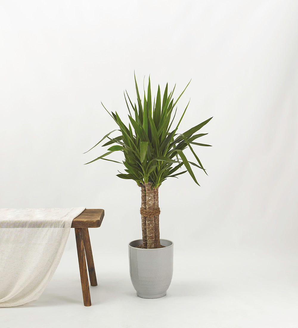Yucca Plant