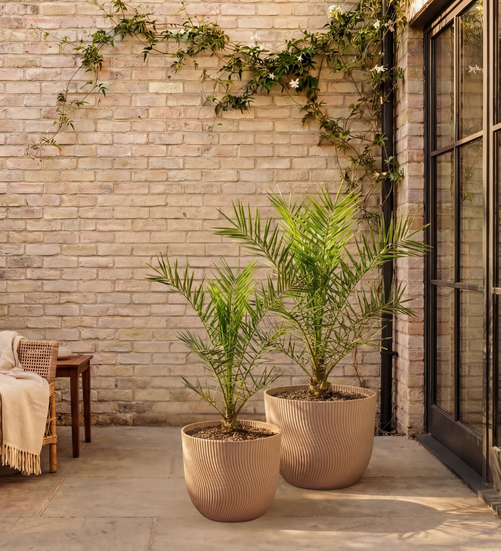 Phoenix canariensis 
