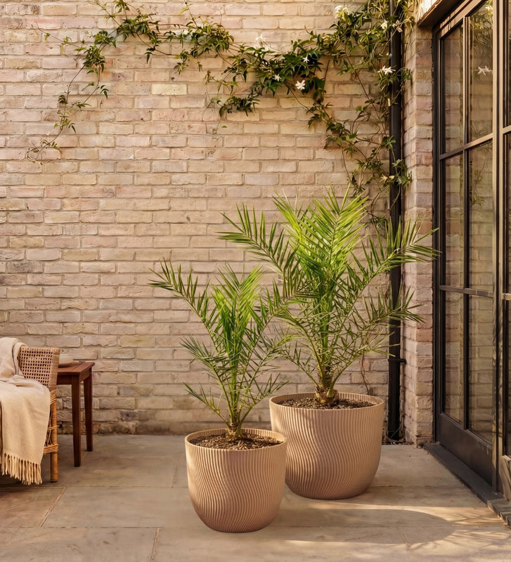 Phoenix canariensis 