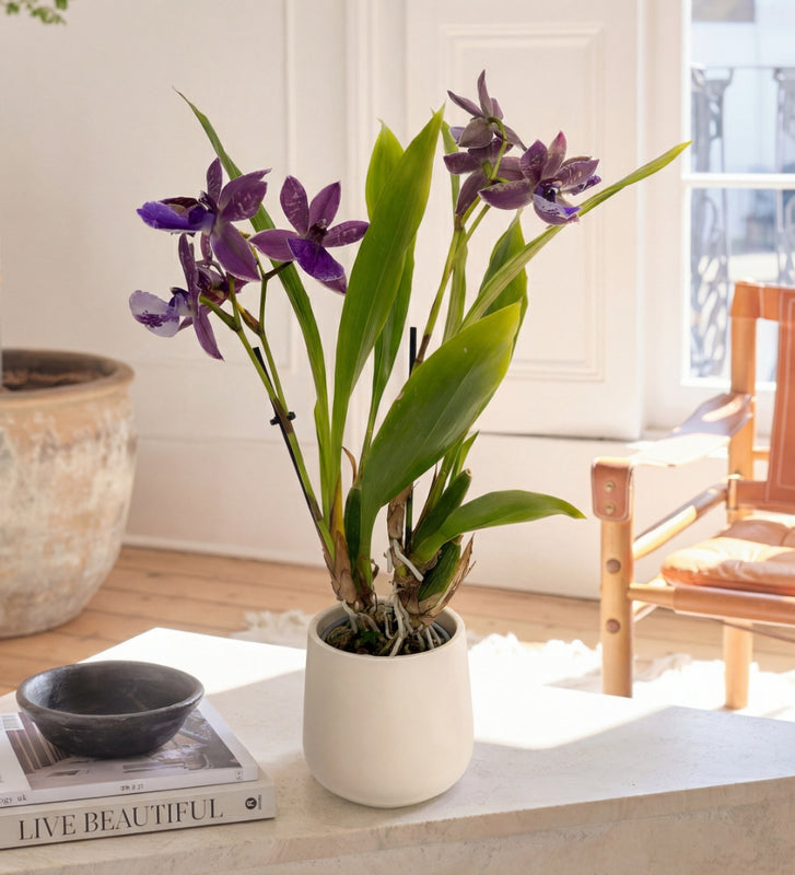Scented Orchid & Pot