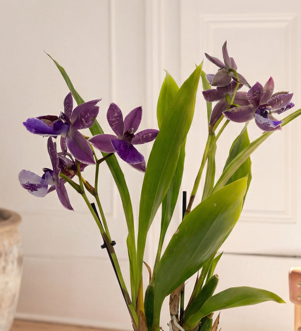 Scented Orchid & Pot