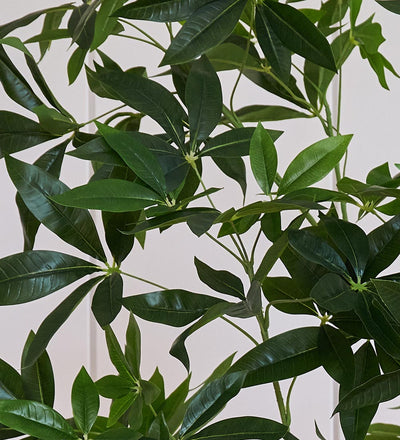 Artificial Pachira (Twisted Stem)