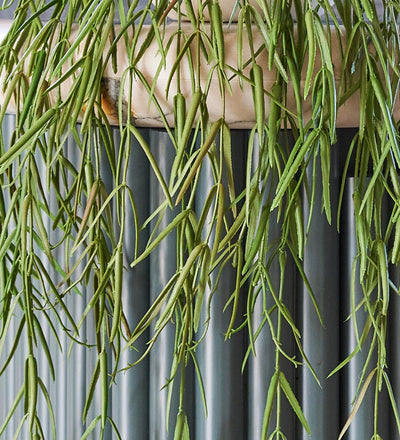 Artificial Hoya Linearis