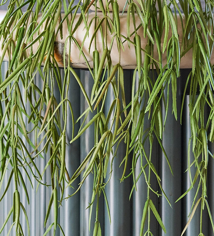 Artificial Hoya Linearis