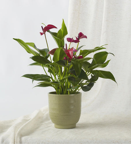 Purple Anthurium & Pot