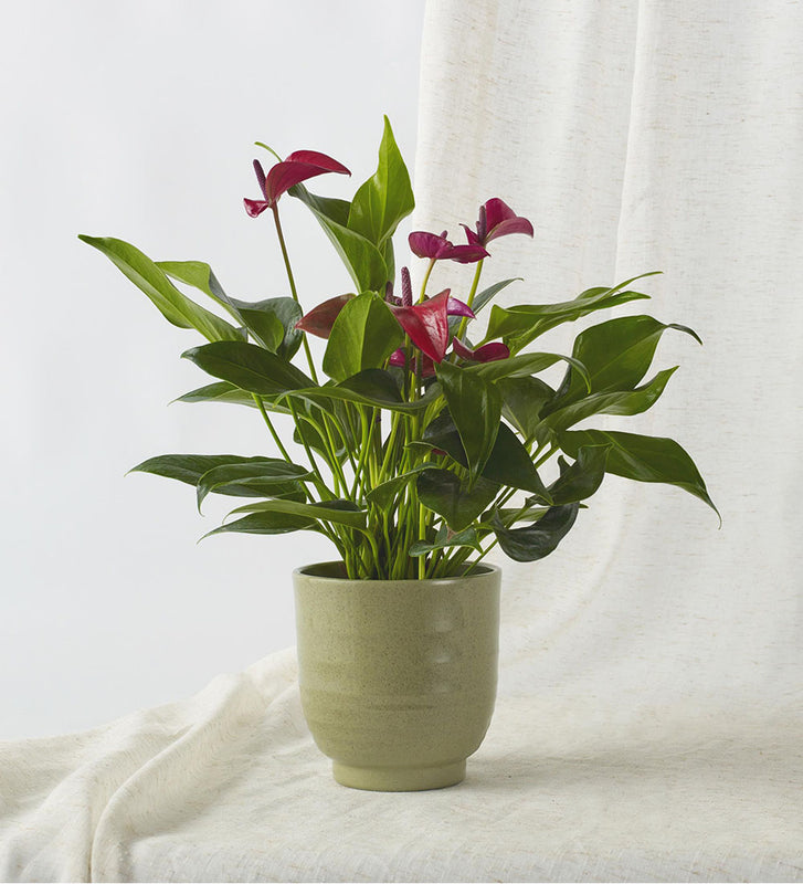 Purple Anthurium & Pot