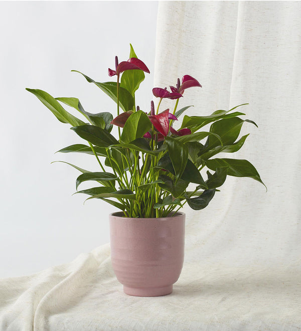 Purple Anthurium & Pot