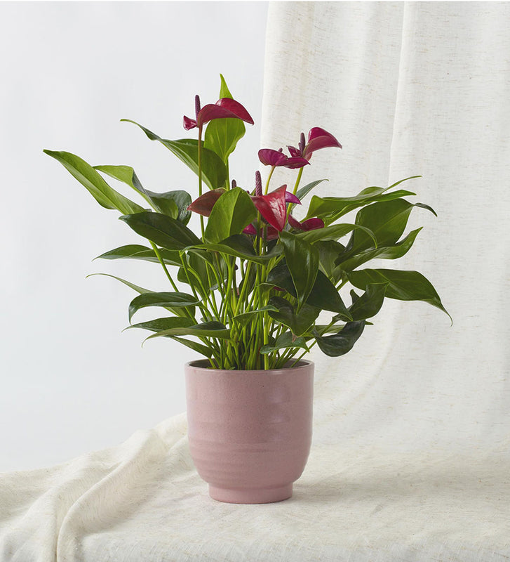 Purple Anthurium & Pot