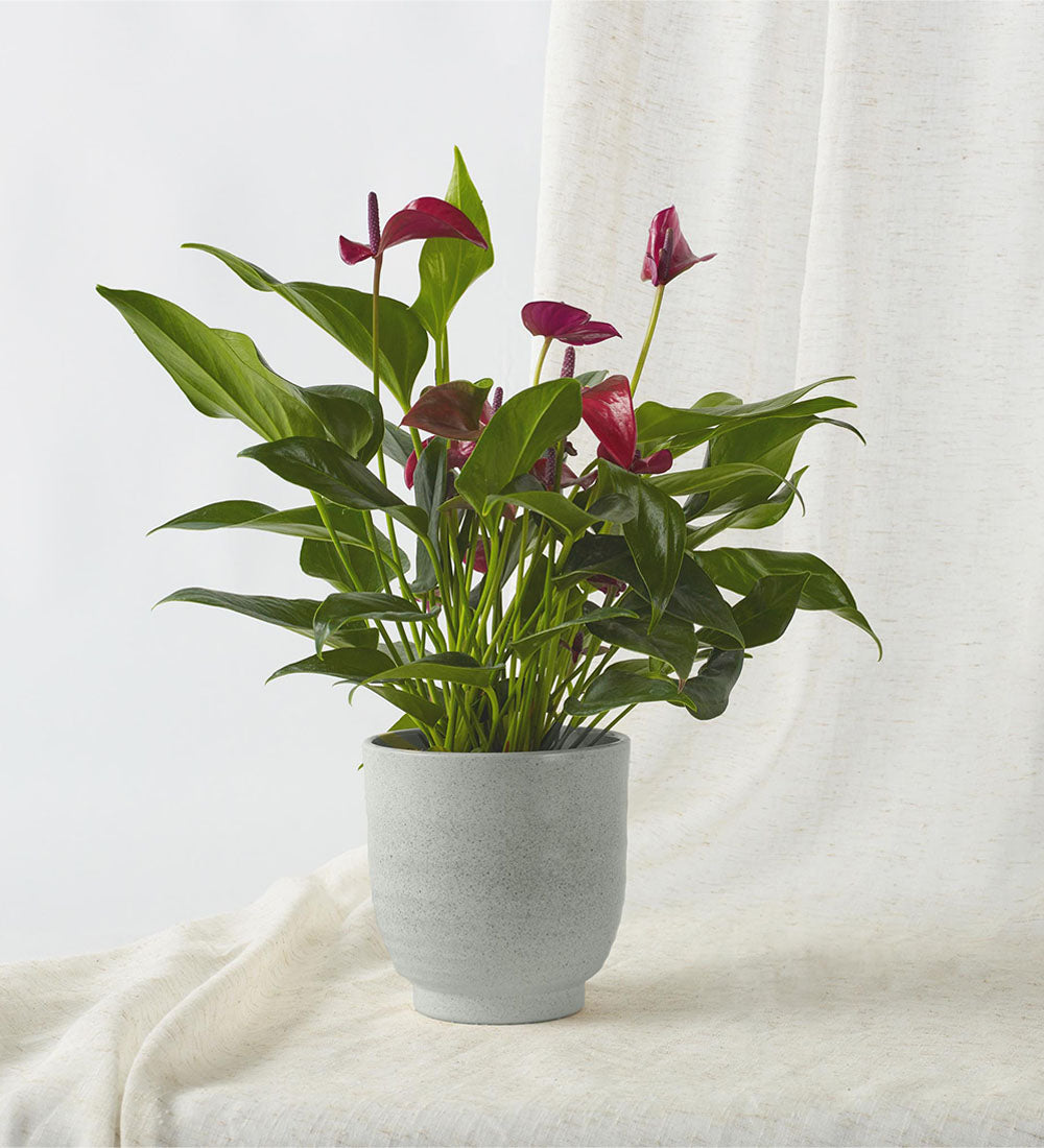 Purple Anthurium & Pot