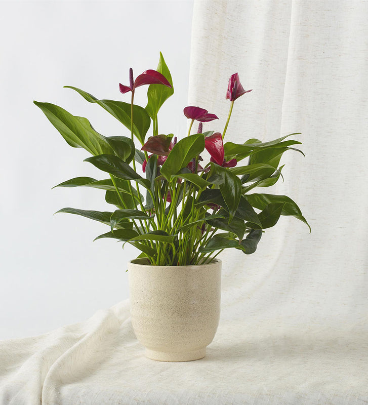 Purple Anthurium & Pot
