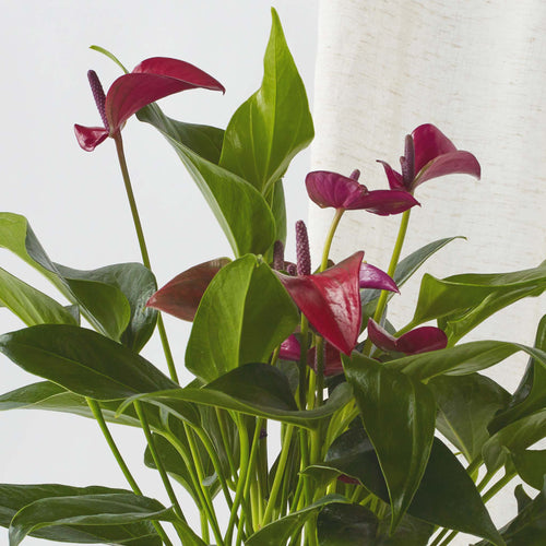 Purple Anthurium & Pot