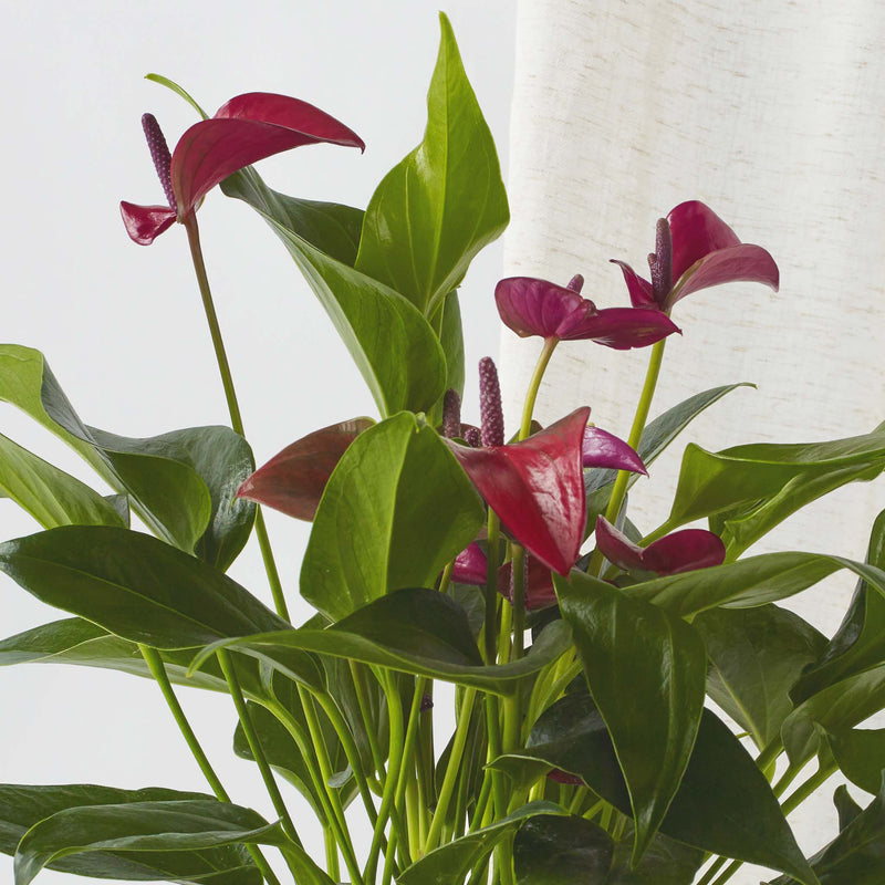Purple Anthurium & Pot