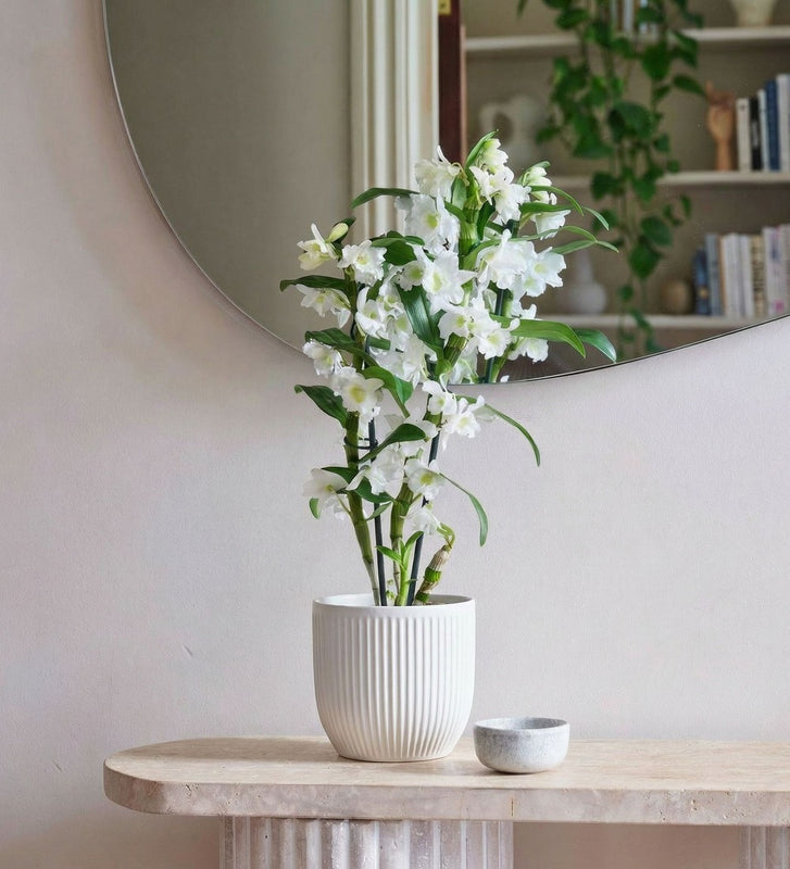 Bamboo Orchid & Pot