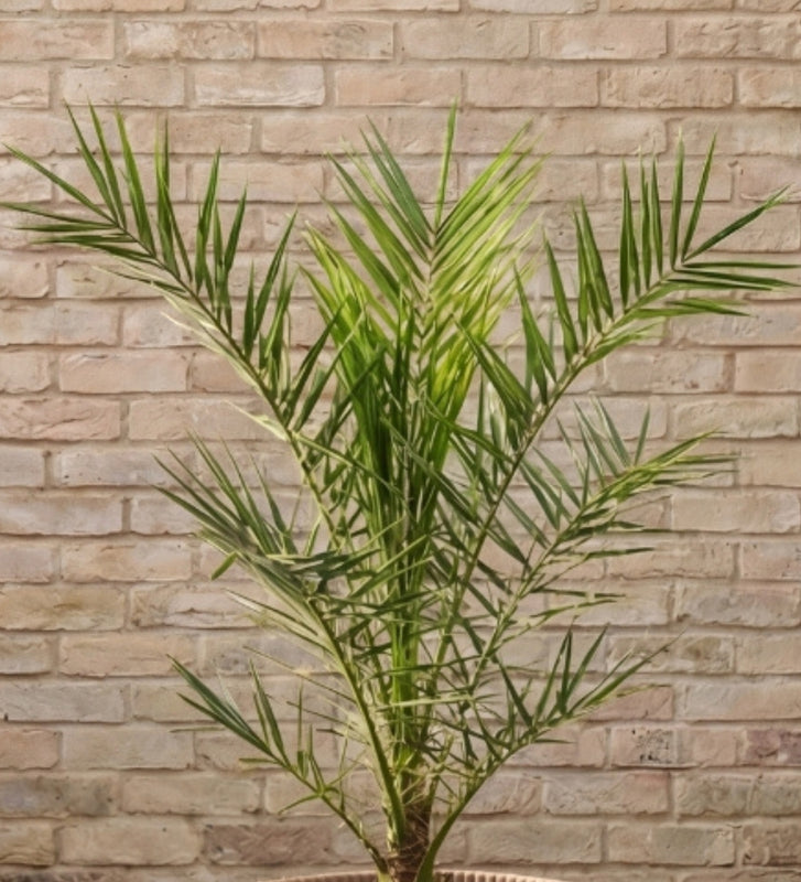 Phoenix canariensis 