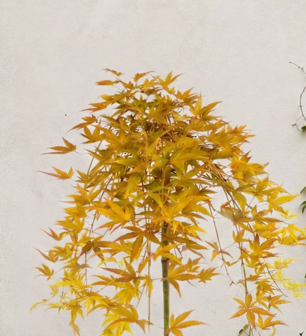 Acer cascade gold