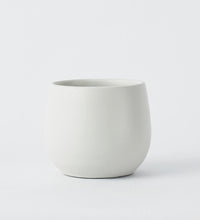 Warm Grey Isabel 15cm Pot Image
