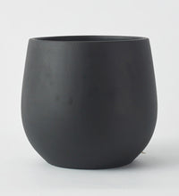 Black Isabel 22cm Pot Image