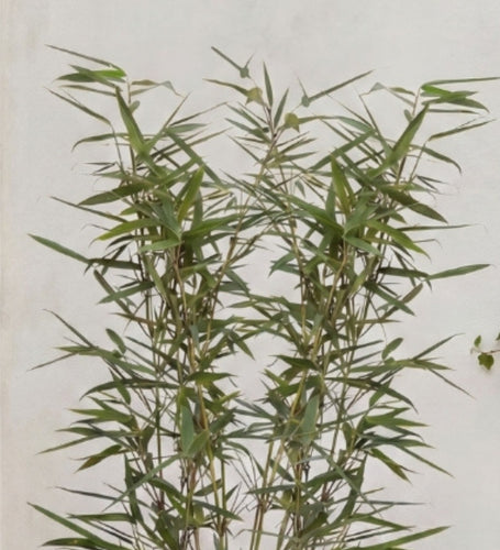 Bamboo