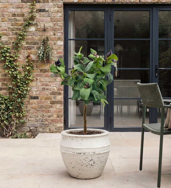 Citrus Lemon Tree