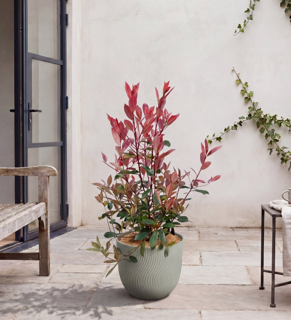 Photinia