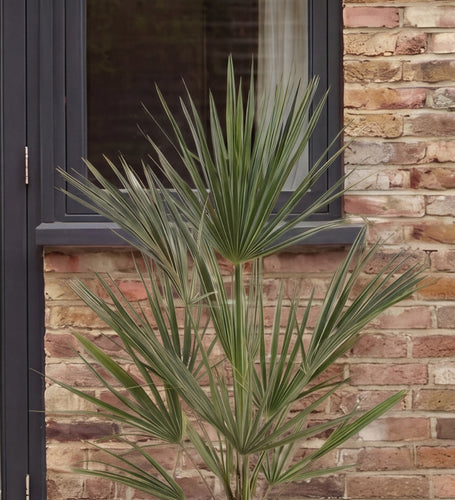 Chamaerops Humilis