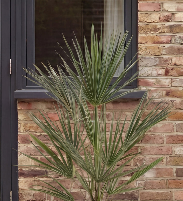 Chamaerops Humilis