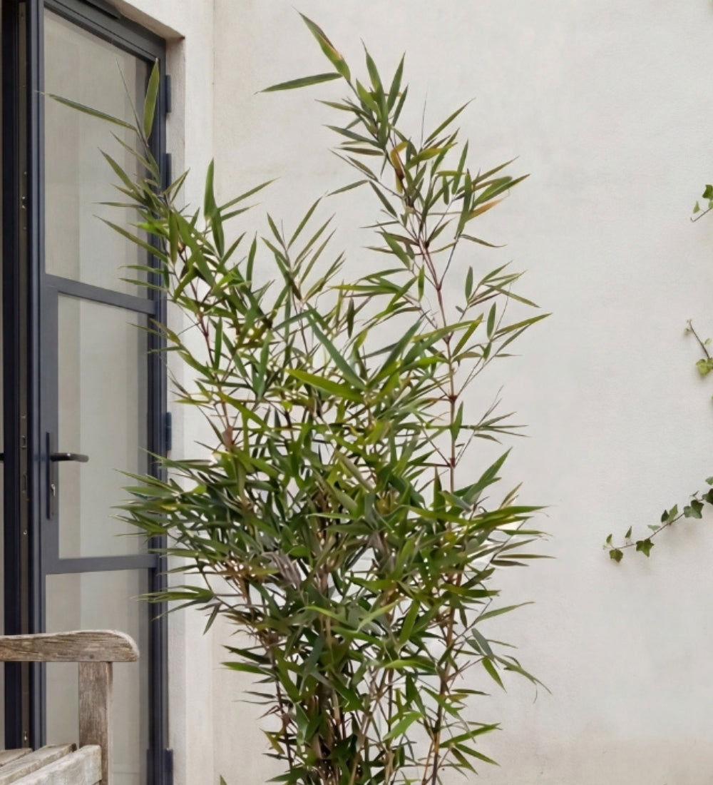 Bamboo