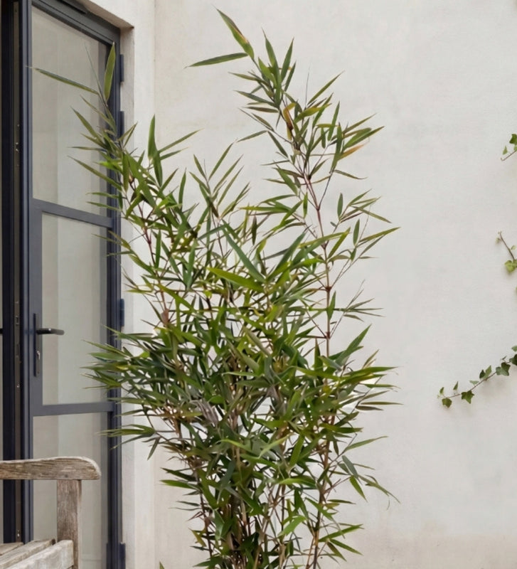 Bamboo