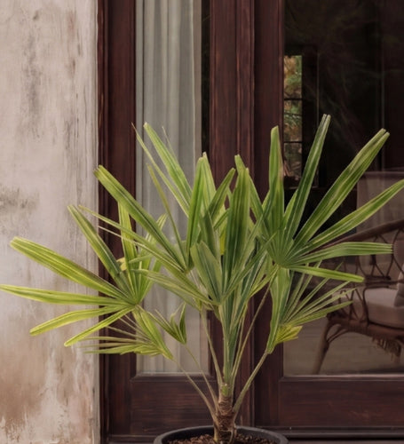 Trachycarpus