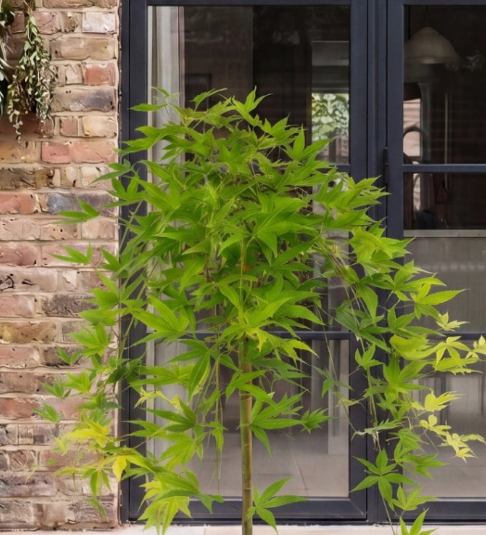 Acer Ryusen