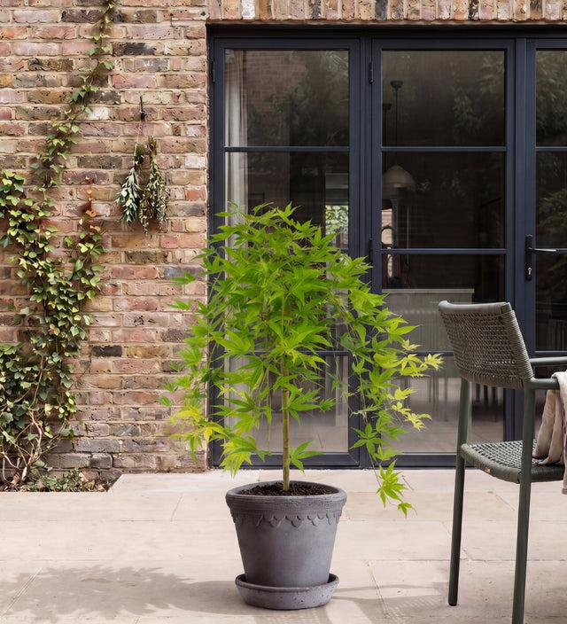 Acer Ryusen